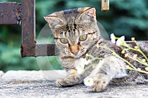 Cute variegated striped city little kitty, close-up