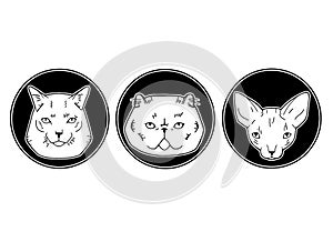 Cute vector illustration of cat breeds, pet animal set portrait in a cartoon style