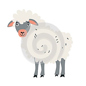 Cute vector sheep, in flat style, isolated on white background. Cartoon drawing of a sheep. Design for baby