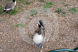 A cute and very photogenic duck in finsbury Park