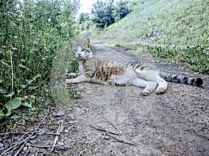 Cute village cat colorful feline surrounded by nature laying on the ground ready to run and looking at the camera with soft fur