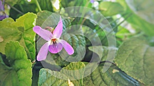 Cute violet flower