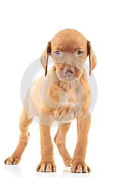 Cute viszla puppy dog standing photo