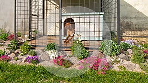 Cute vizsla hunting dog in his dog kennel with beautifuly landscaped surroundings.