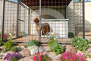 Cute vizsla hunting dog in his dog kennel with beautifuly landscaped surroundings.