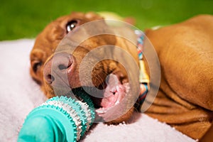 Cute vizsla puppy playing with teeth cleaning chew toy for dogs. Plaque removal, healthy dog teeth concept. Dental hygiene.