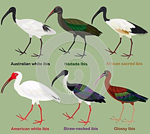 Cute wading bird vector illustration set, Australian white ibis, Hadada, African sacred, American white, Straw-necked, Glossy Ibis photo