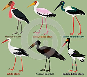 Cute wading bird vector illustration set, Black-necked stork, Yellow-billed, Saddle-billed, African openbill, Marabou, White stork photo