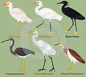 Cute wading bird vector illustration set, Tricolored, Black, Chinese pond heron. Chinese, Great White, Cattle egret