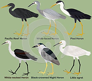 Cute wading bird vector illustration set, White-faced Heron, White-necked, Pied, Pacific Reef Heron, Black-crowned Night Heron,