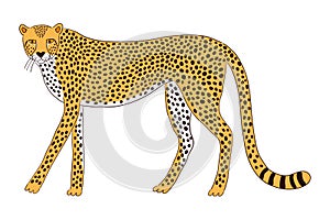 Cute walking cheetah hand drawn illustration. photo