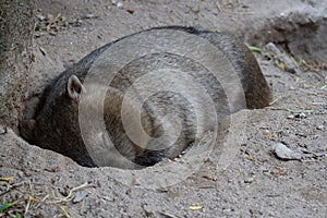 Close up Sleeping Wambat