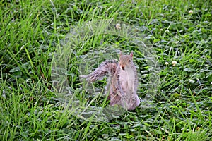 Cute Watchful Squirrel Standing Upright in Green Grass and Flowers