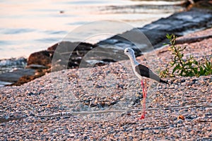 Cute water bird. Black winged Stilt feeding in the lake.. Black winged Stilt, Himantopus himantopus