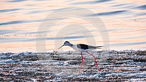 Cute water bird. Black winged Stilt feeding in the lake.. Black winged Stilt, Himantopus himantopus