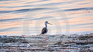 Cute water bird. Black winged Stilt feeding in the lake.. Black winged Stilt, Himantopus himantopus