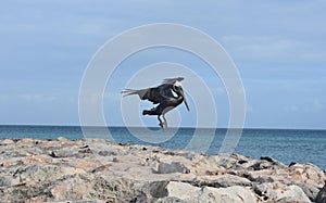 Cute water fowl preparing to land on a jetty