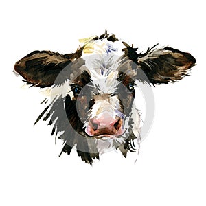 Cute watercolor calf. Baby bull illustration. cattle. farm animal.