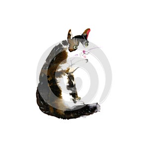 Cute watercolor cat on a white background. Hands drawn kitten illustration -