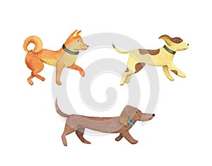 Cute Watercolor dogs. isolated illustration.