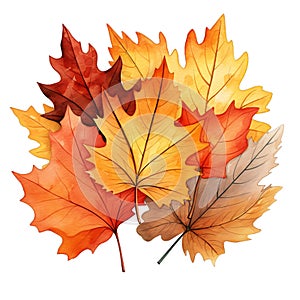 Cute watercolor fall autumn leaves, illustration
