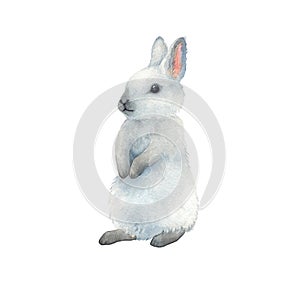 Cute watercolor rabbit on isolated white background