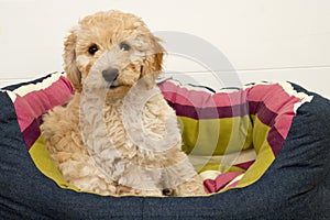 A cute Cockapoo puppy on a white background