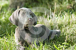 Cute Weimaraner dog liyng in the grass.