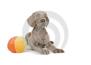 Cute weimaraner puppy with blue eyes lying down with a toy ball