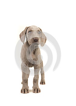 Cute weimaraner puppy with blue eyes standing glancing to the ri