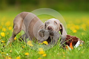 Cute Weimaraner puppy playing with a plushie