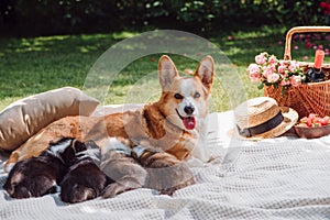 Cute welsh corgi dog feeding puppies on white blanket in green garden.