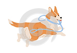 Cute Welsh Corgi dog running away with leash in mouth. Happy funny doggy escaping. Colored flat vector illustration of