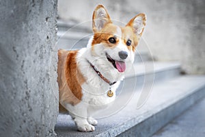 Cute Welsh Corgi dog sitting on the steps in the town. a dog in the city. Dog in urban landscape