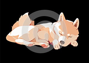 Cute welsh corgi having a nap, snugly curled upisolated on a black background