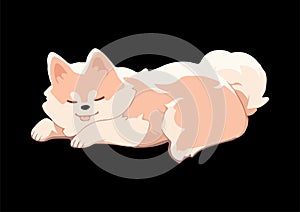 Cute welsh corgi having a nap, snugly curled upisolated on a black background