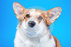 Cute welsh corgi pembroke or cardigan dog in medical safety mask covering nose on blue background. Health protection equipment