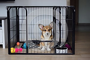 Cute welsh corgi pembroke puppy dog in a crate training sitting