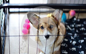 Cute welsh corgi pembroke puppy dog in a crate training sitting