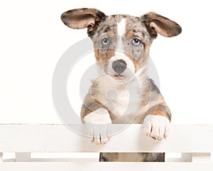 Cute welsh corgi puppy hanging over an white crate facing the camera with blue eyes