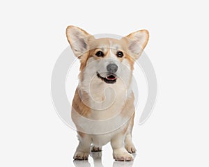 cute welsh corgi puppy with tongue exposed