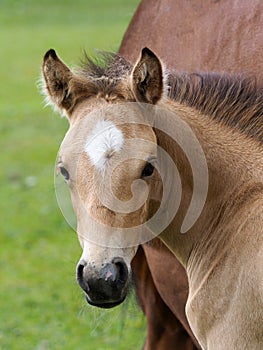 Cute Welsh Foal