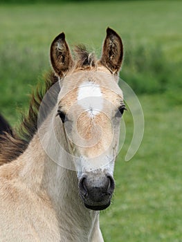 Cute Welsh Foal