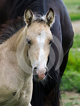Cute Welsh Foal
