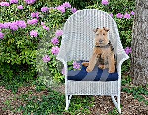 Welsh terrier sitting on chair in garden