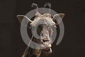 Cute West African Giraffe Chews cud at Los Angeles Zoo