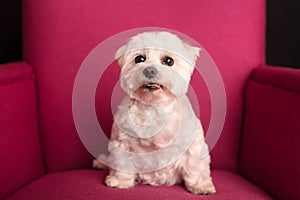 Cute West Highland White Terrier sitting on a pink armchairs