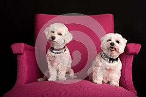 Cute West Highland White Terrier sitting on a pink armchairs