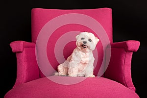 Cute West Highland White Terrier sitting on a pink armchairs