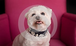 Cute West Highland White Terrier sitting on a pink armchairs